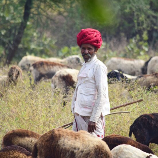 Goat herder on private India tour.
