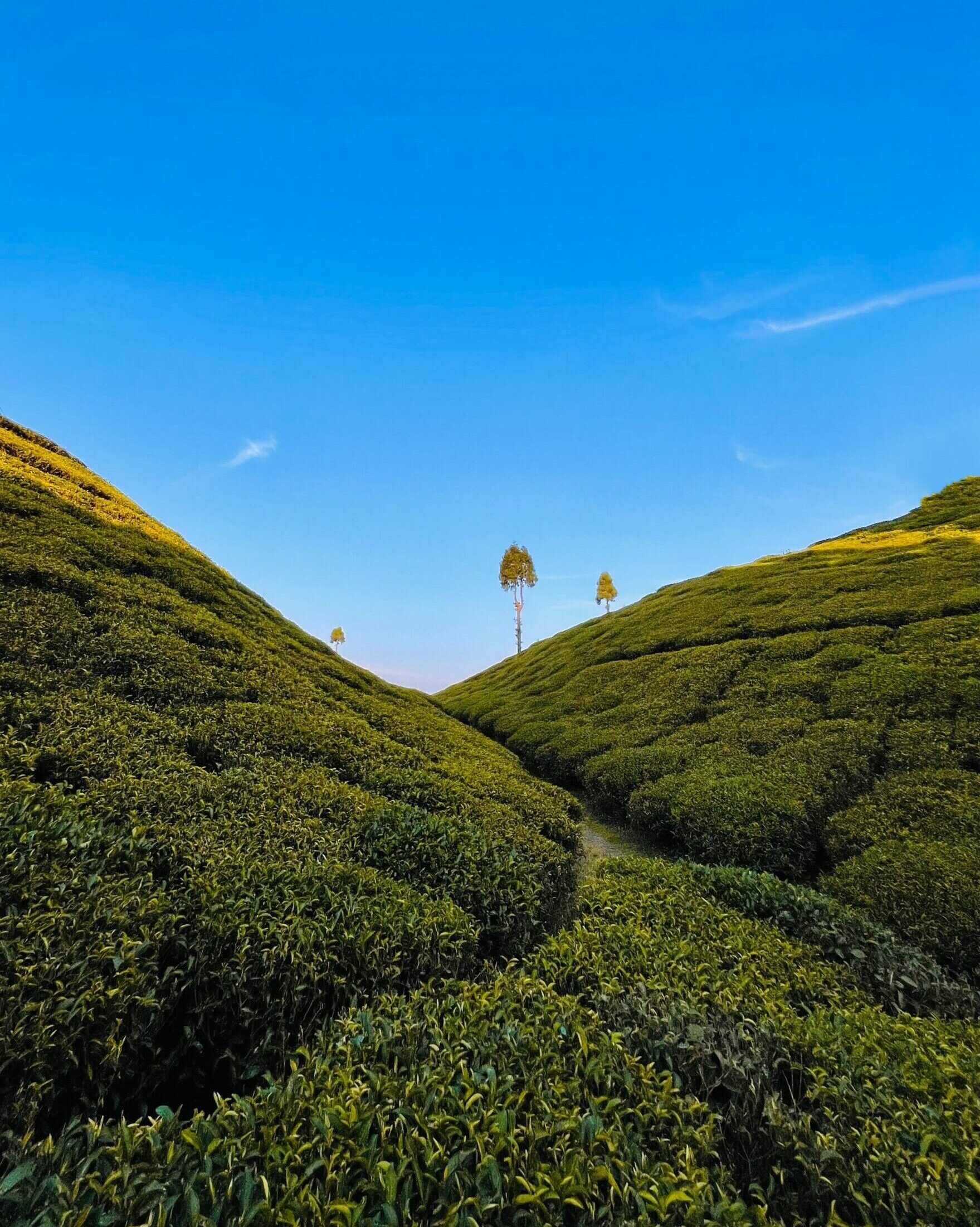 West Bengal Tea Plantation Private Tour