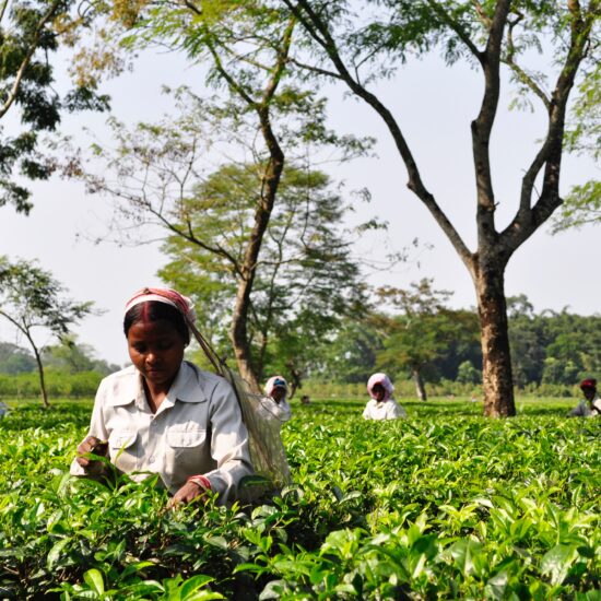 Assam Tea Plantation on private India tour