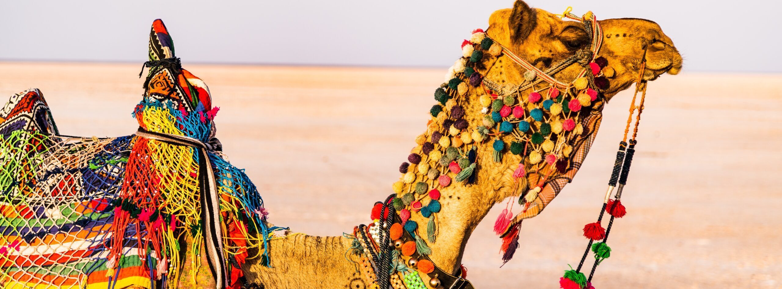Camel in Rajasthan on private India tour