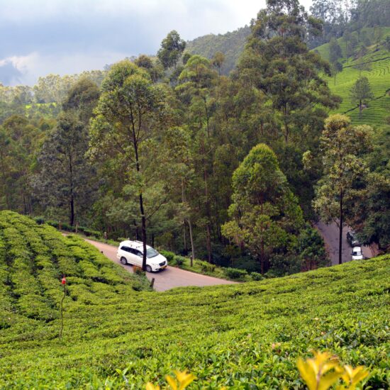 Darjeeling Tea Field on private India tour