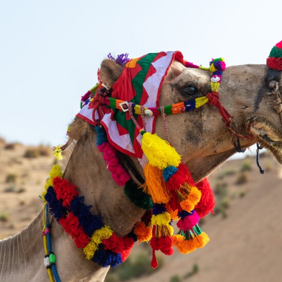 Decorated camel in Rajasthan on private India tour.
