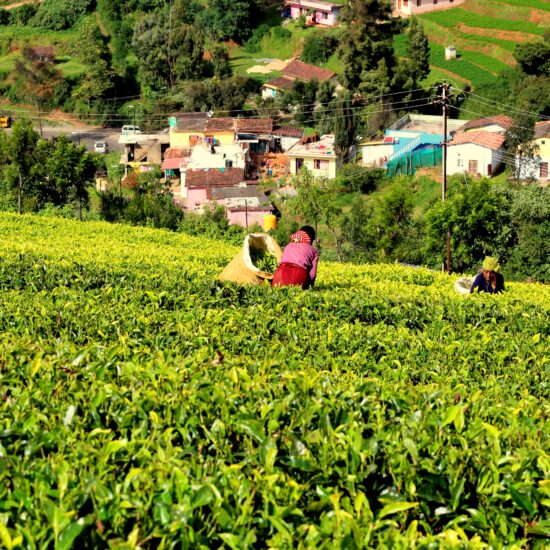 Ooty Tea Field on private India tour