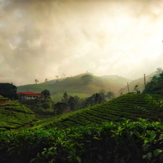 Tea plantation Kerala on private India tour