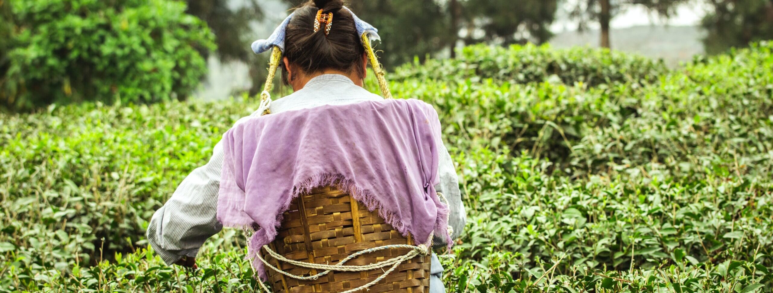 Darjeeling tea plantation on private India tour