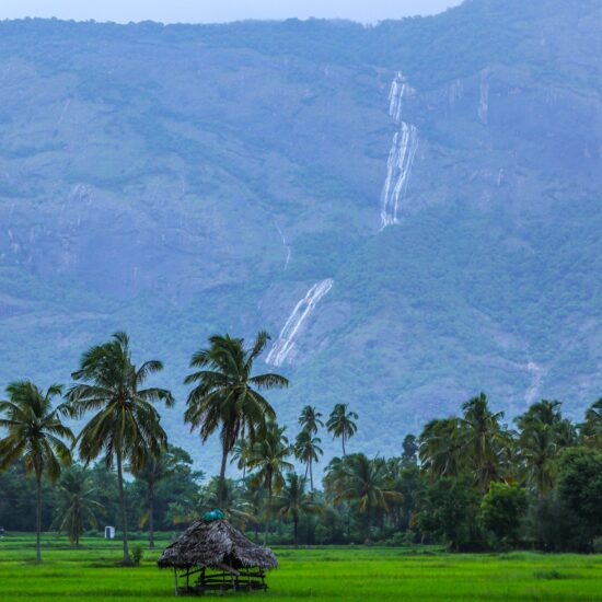 Kerala fields on private India tour
