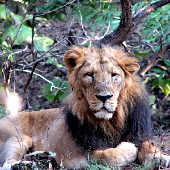 Sasan Gir Lion Sanctuary Gujarat