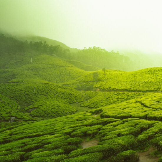 Tea Plantation in Kerala on private India tour